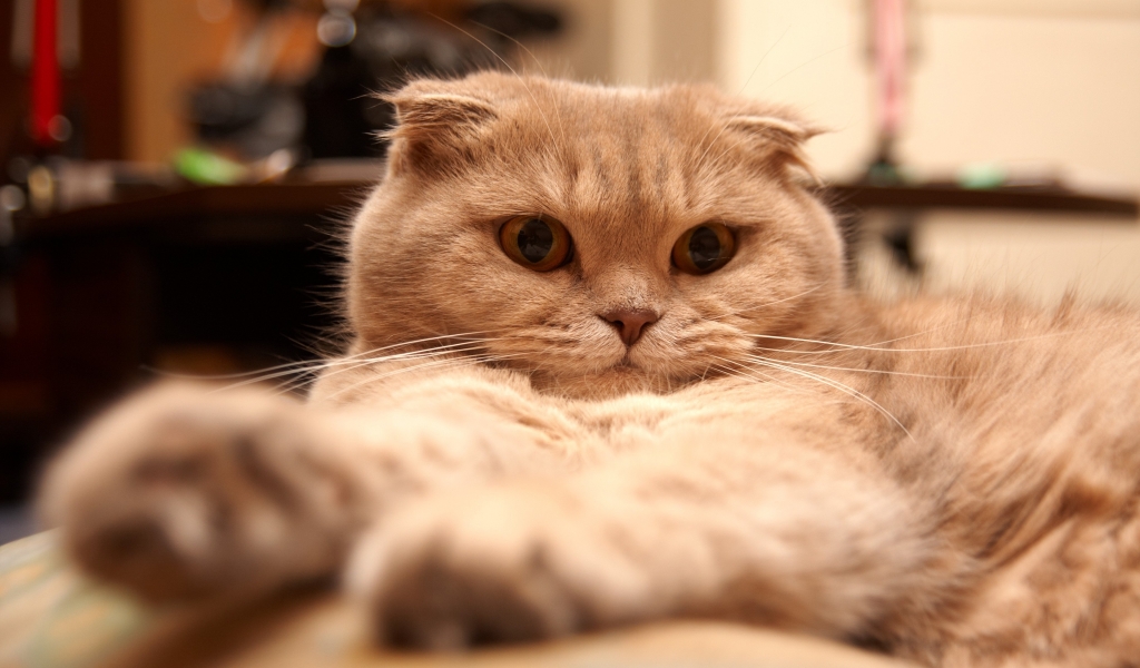 Tired Scottish Fold Cat for 1024 x 600 widescreen resolution