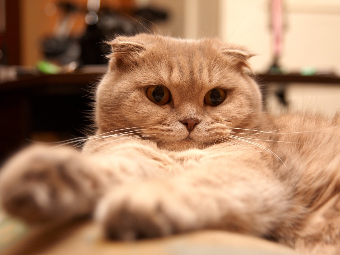 Tired Scottish Fold Cat for 1152 x 864 resolution