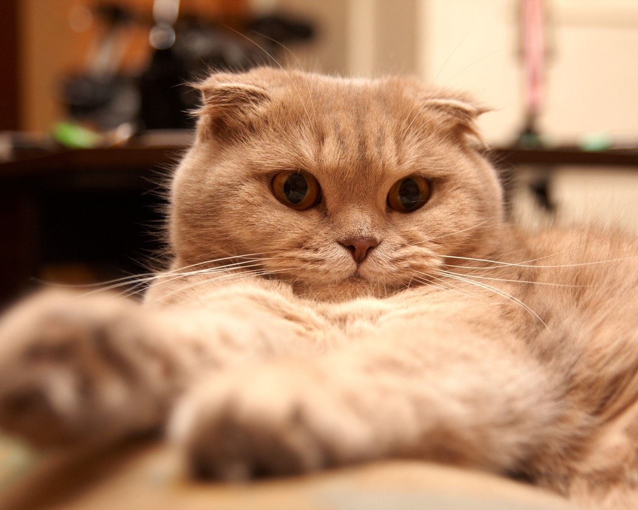 Tired Scottish Fold Cat for 1280 x 1024 resolution
