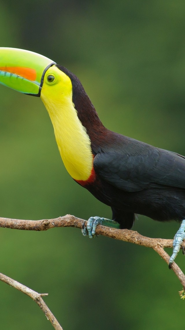 Toucan Bird for 640 x 1136 iPhone 5 resolution