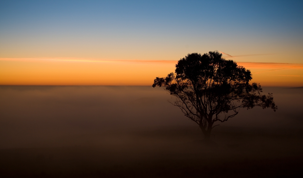 Tree in the Mist for 1024 x 600 widescreen resolution