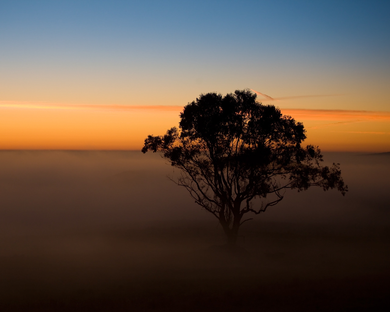 Tree in the Mist for 1280 x 1024 resolution