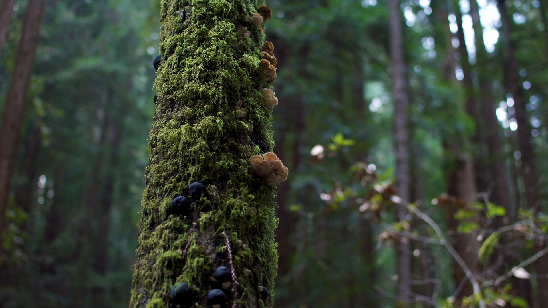 Tree Moss and Mushrooms for 1920 x 1080 HDTV 1080p resolution