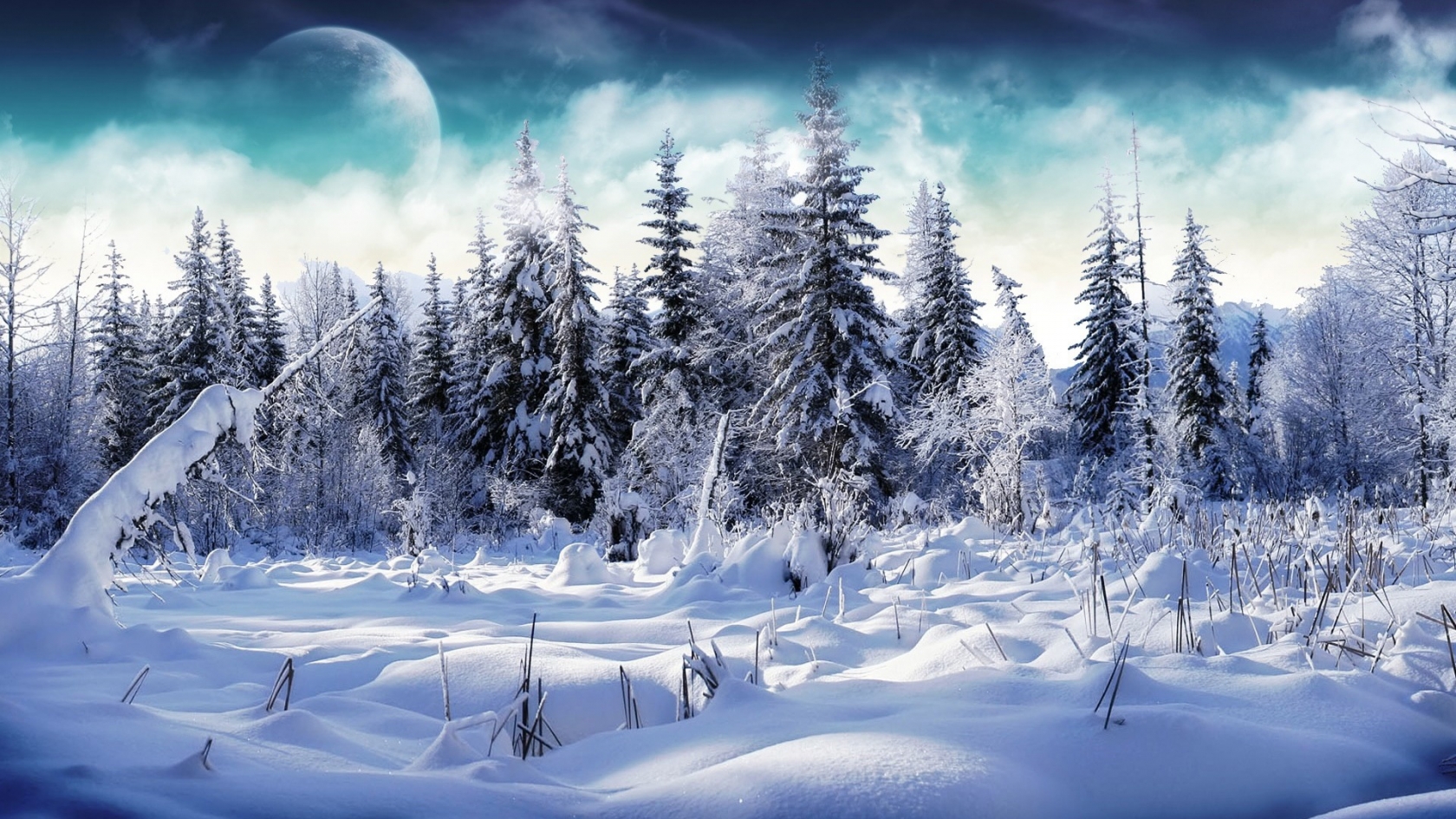 Trees full of snow for 1680 x 945 HDTV resolution