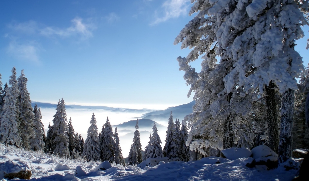 Trees loaded with snow for 1024 x 600 widescreen resolution