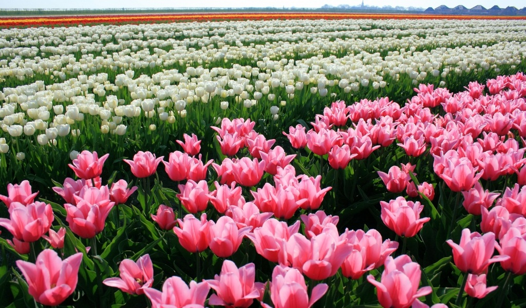 Tulips Field for 1024 x 600 widescreen resolution