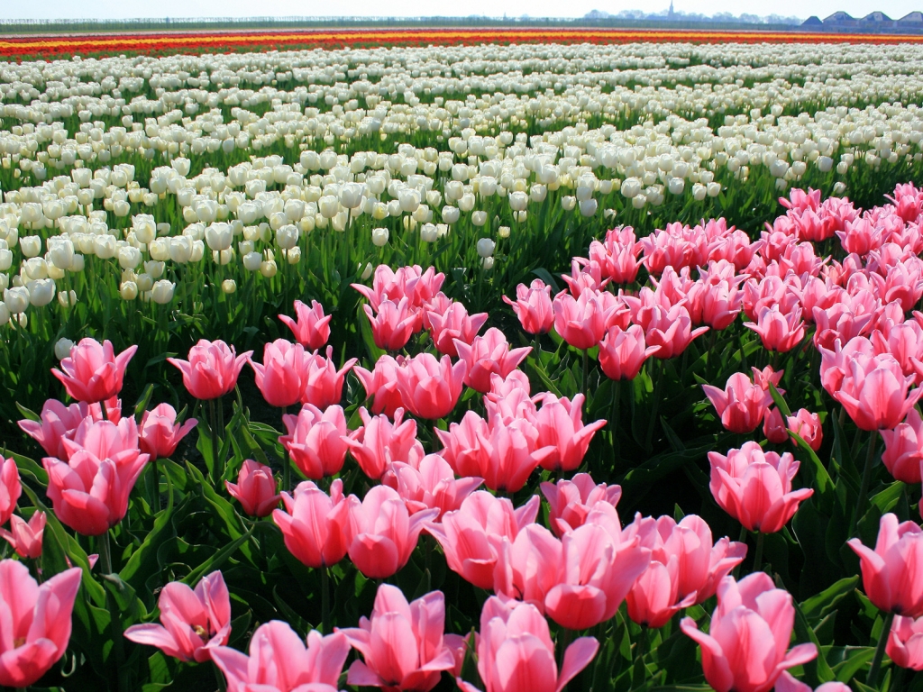 Tulips Field for 1024 x 768 resolution