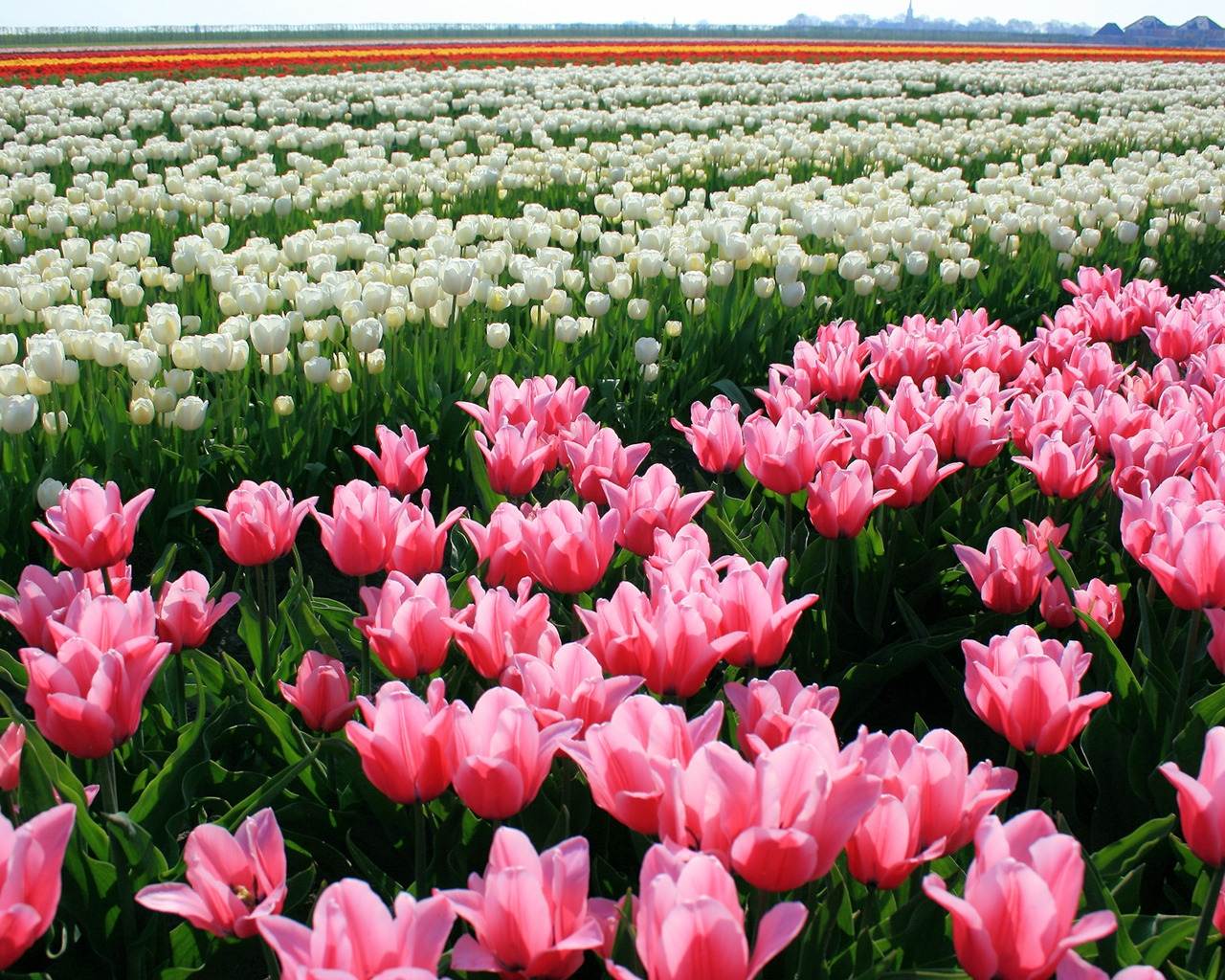 Tulips Field for 1280 x 1024 resolution