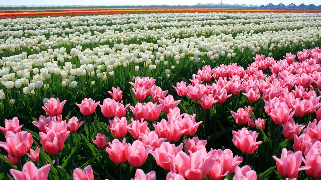Tulips Field for 1280 x 720 HDTV 720p resolution