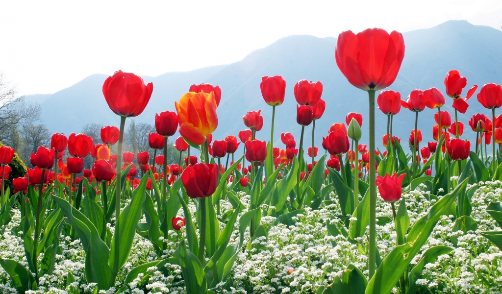 Tulips Flower Plantation for 1024 x 600 widescreen resolution