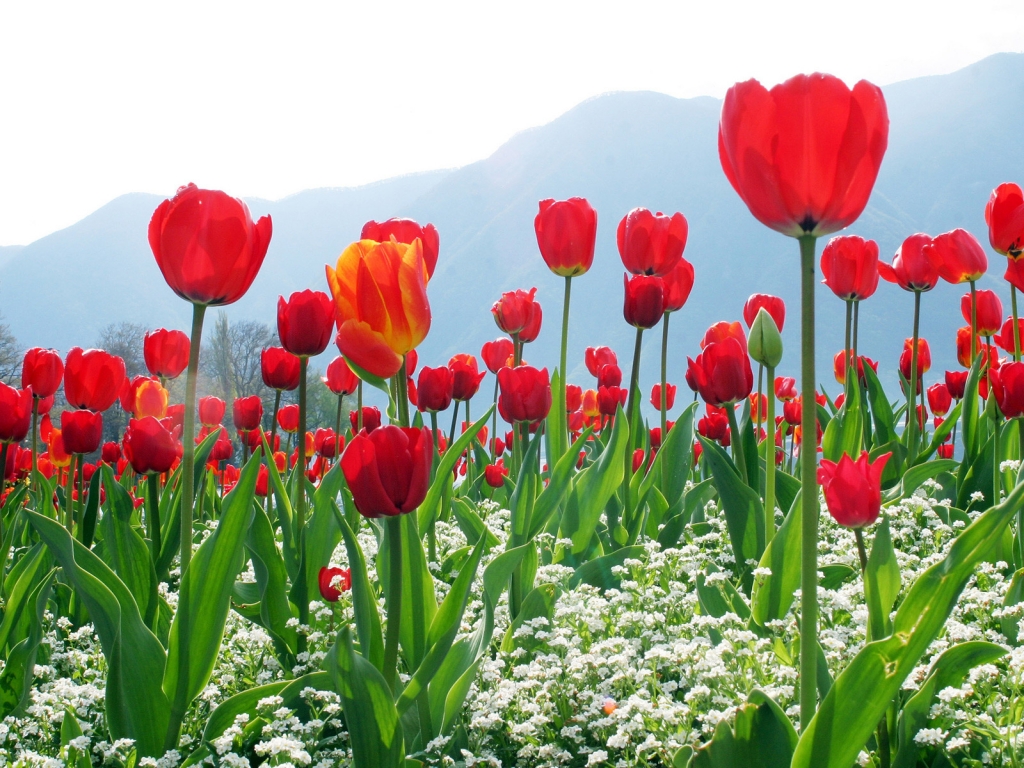 Tulips Flower Plantation for 1024 x 768 resolution