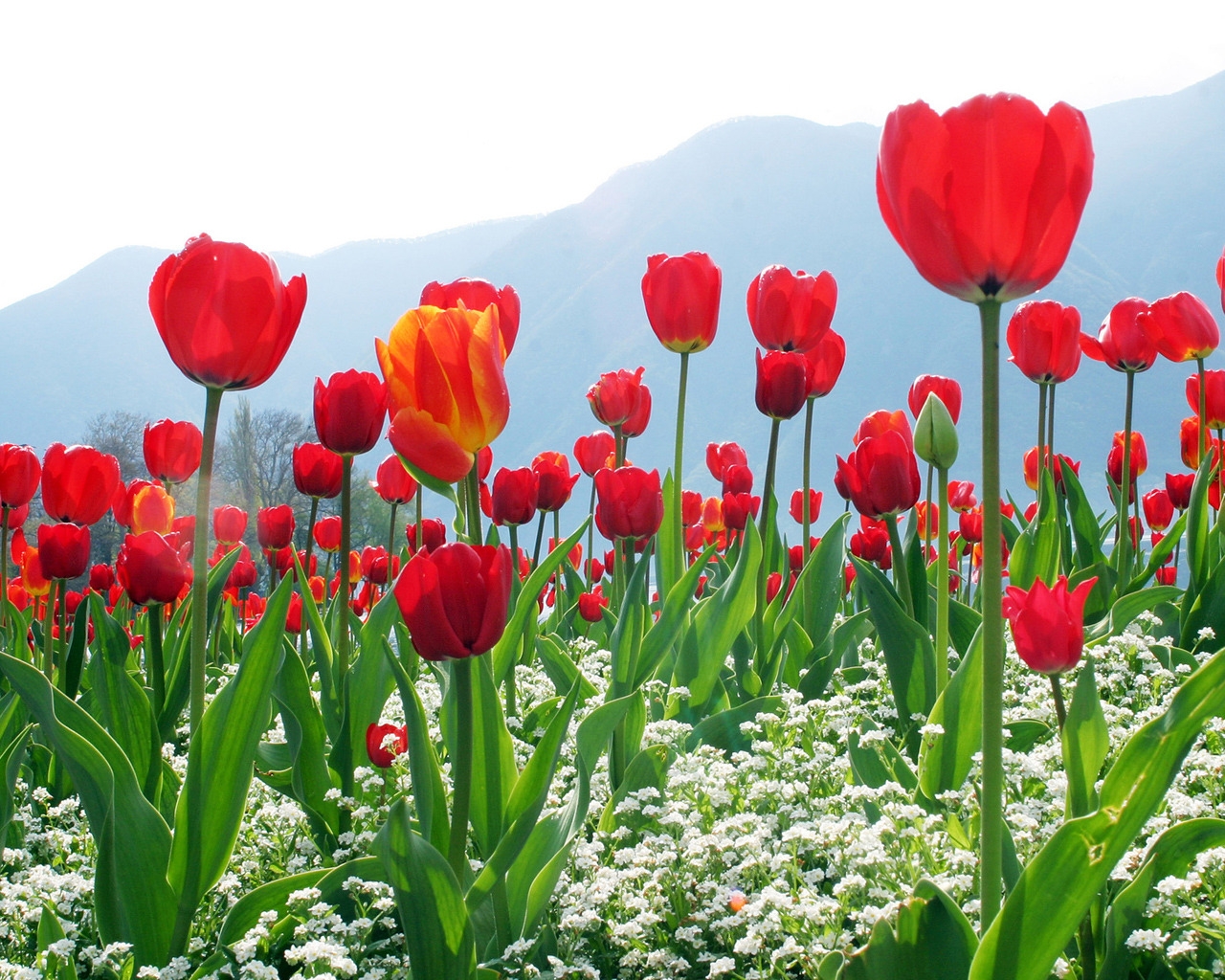 Tulips Flower Plantation for 1280 x 1024 resolution
