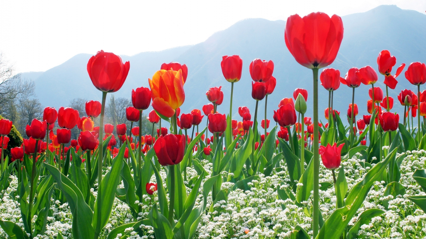 Tulips Flower Plantation for 1366 x 768 HDTV resolution
