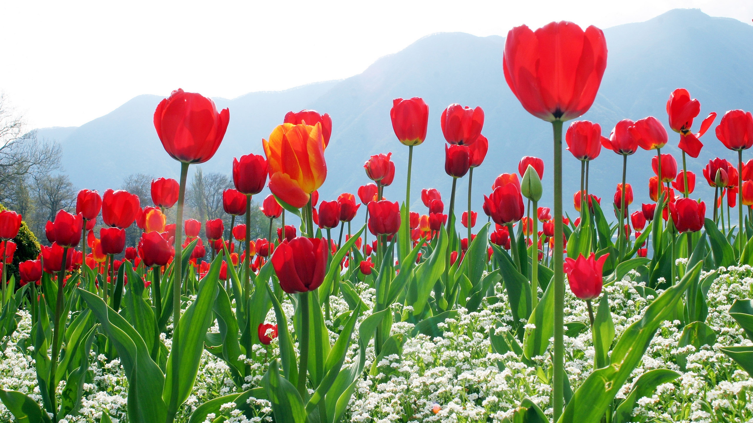 Tulips Flower Plantation for 2560x1440 HDTV resolution