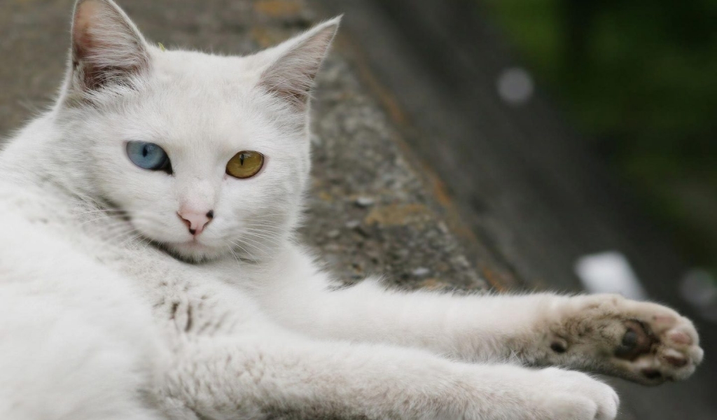 Turkish Angora Cat Laying Down for 1024 x 600 widescreen resolution