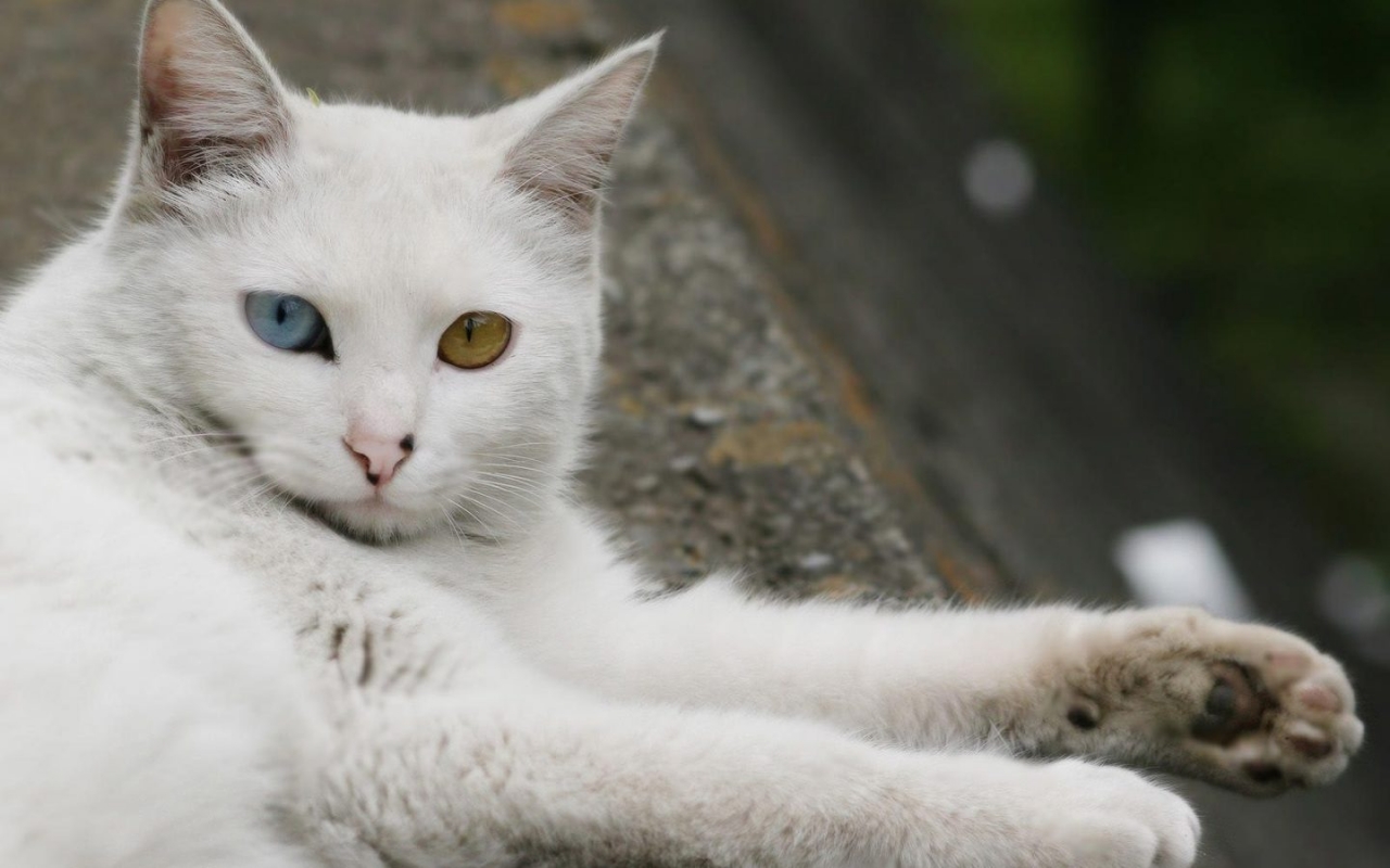 Turkish Angora Cat Laying Down for 1280 x 800 widescreen resolution