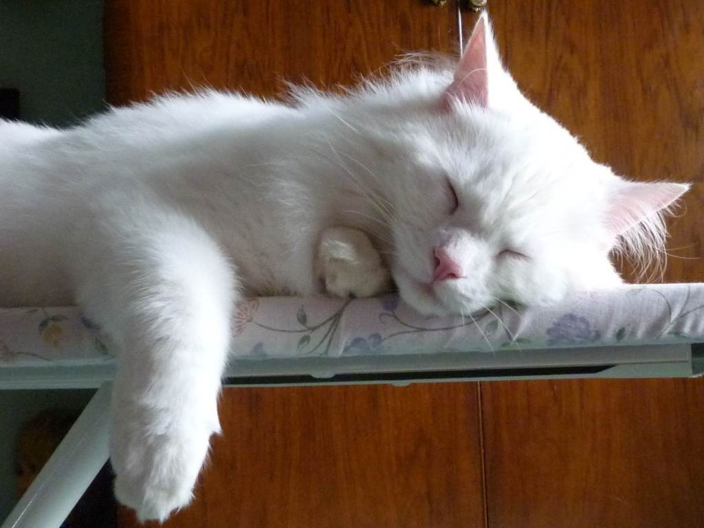 Turkish Angora Cat Sleeping on the Ironing Board for 1024 x 768 resolution