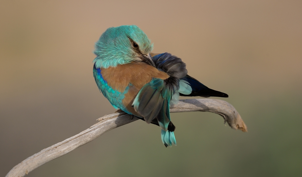 Turquoise Bird for 1024 x 600 widescreen resolution