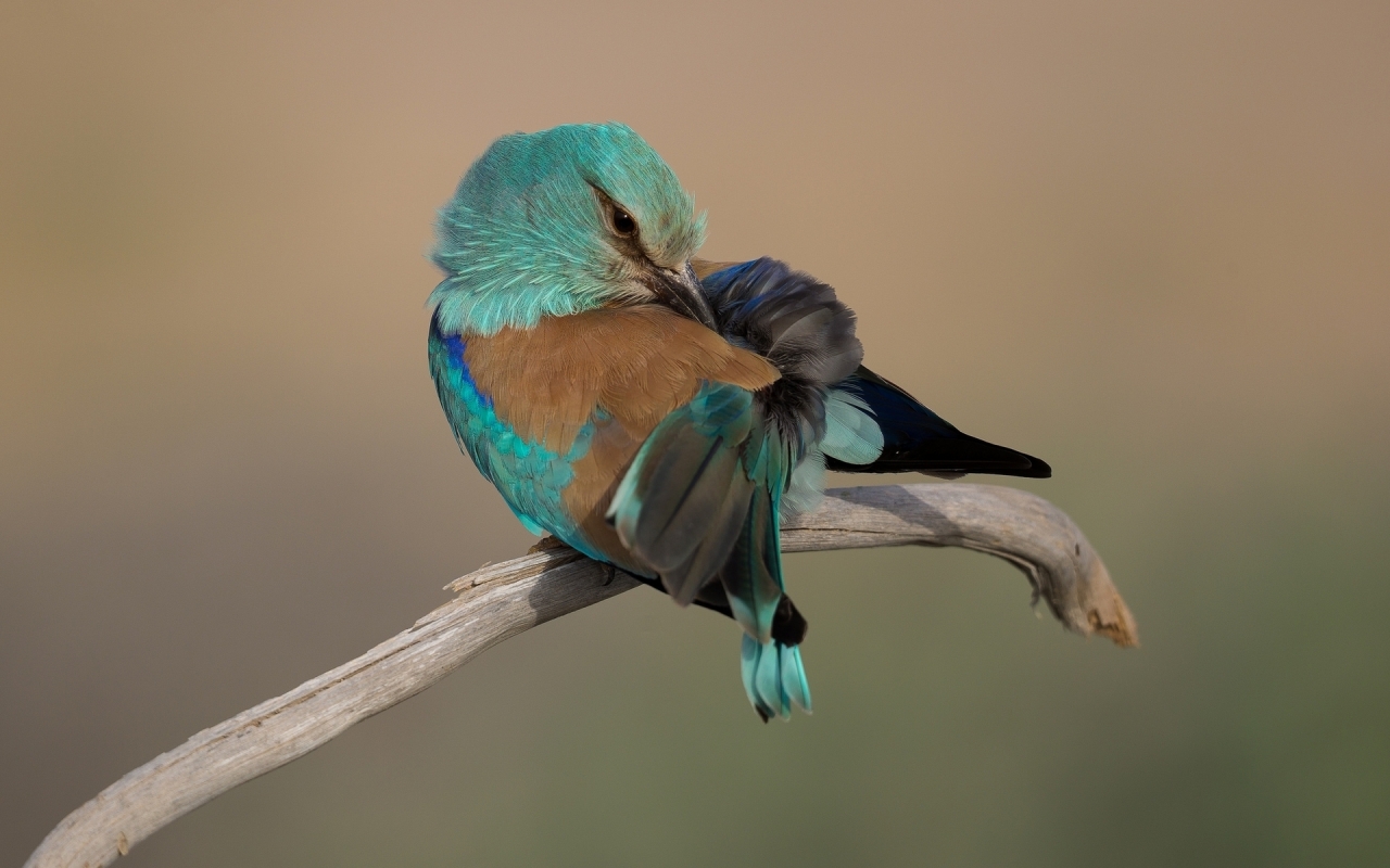 Turquoise Bird for 1280 x 800 widescreen resolution