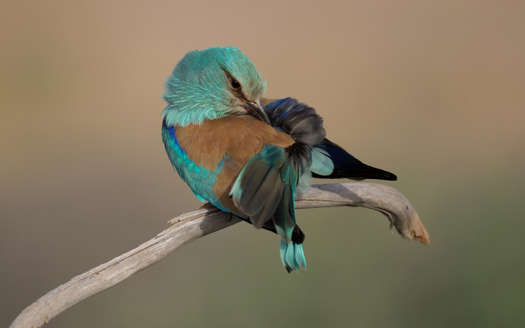 Turquoise Bird for 1680 x 1050 widescreen resolution