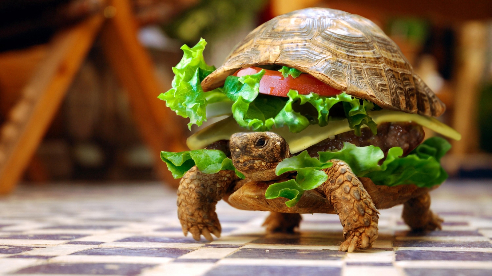 Turtle Hamburger for 1600 x 900 HDTV resolution