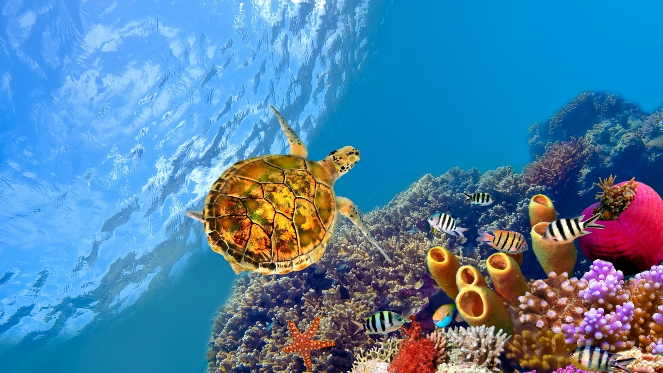 Turtle Underwater for 1366 x 768 HDTV resolution