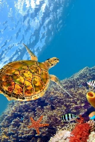 Turtle Underwater for 320 x 480 iPhone resolution