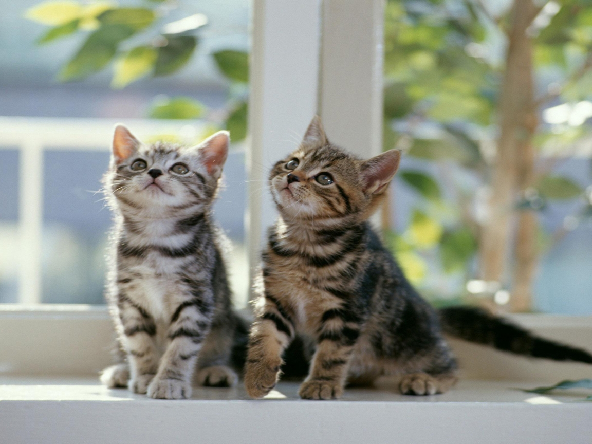 Twin Cats for 1152 x 864 resolution