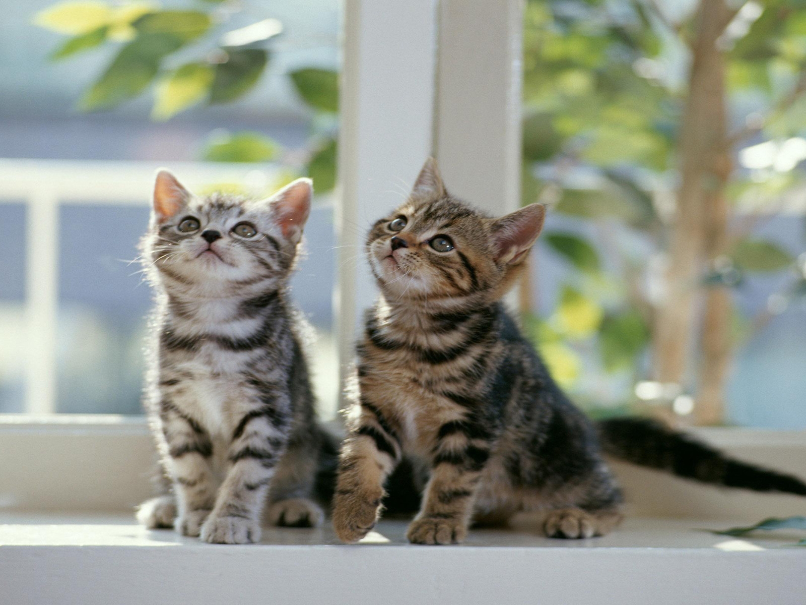 Twin Cats for 1600 x 1200 resolution
