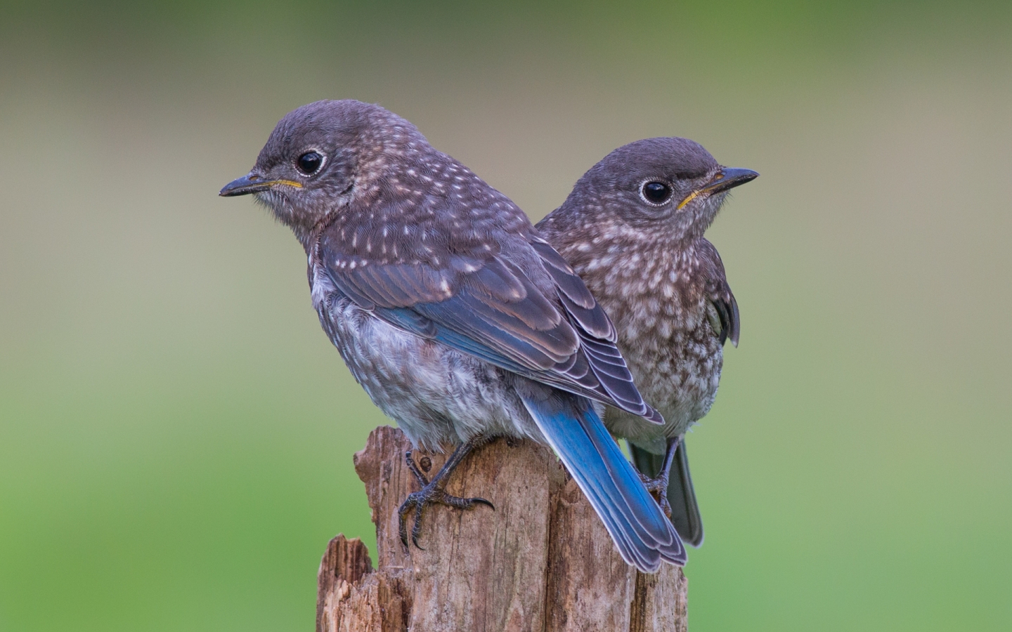 Two Blue Birds for 1440 x 900 widescreen resolution