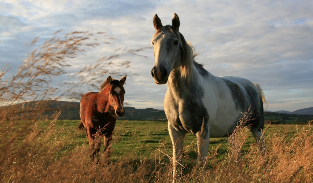 Two Horses for 1024 x 600 widescreen resolution