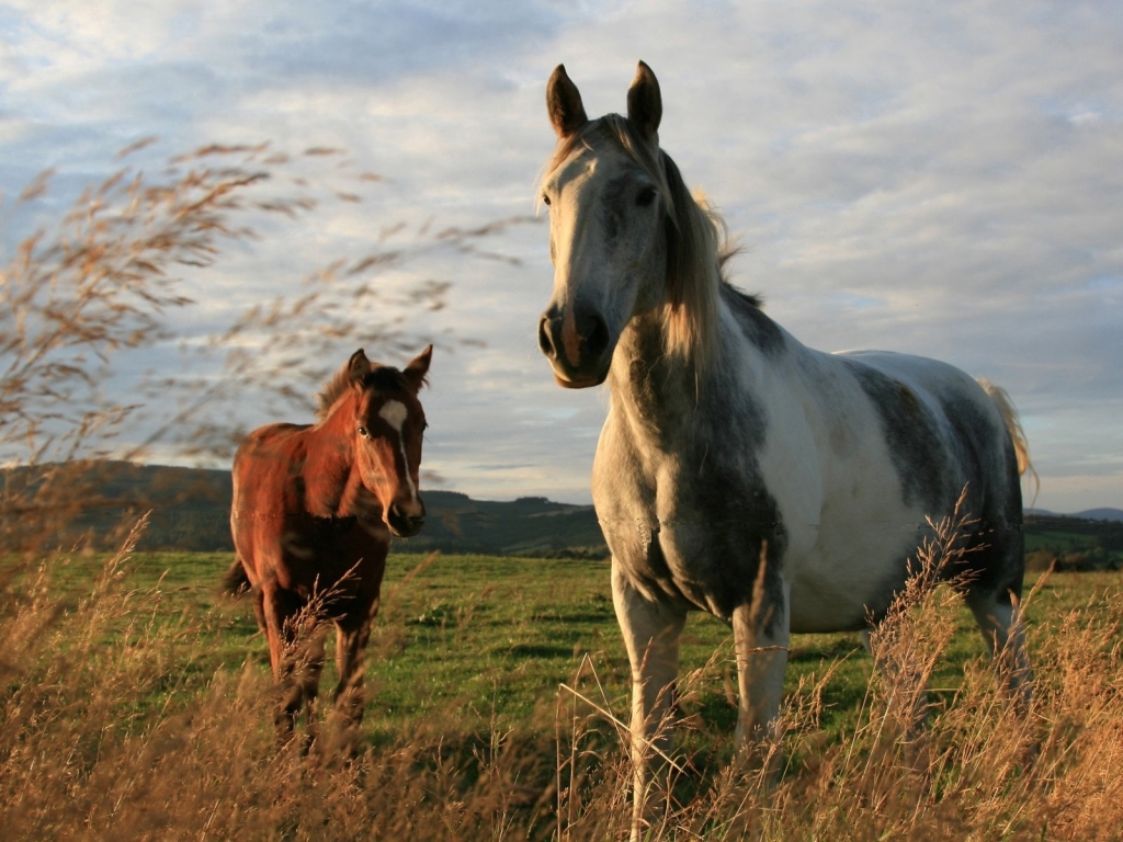 Two Horses for 1024 x 768 resolution