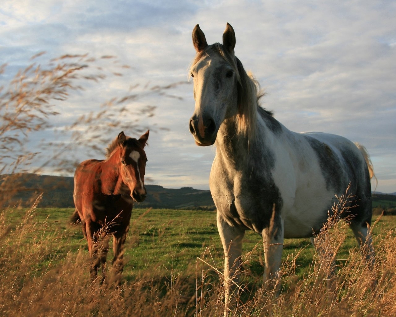 Two Horses for 1280 x 1024 resolution