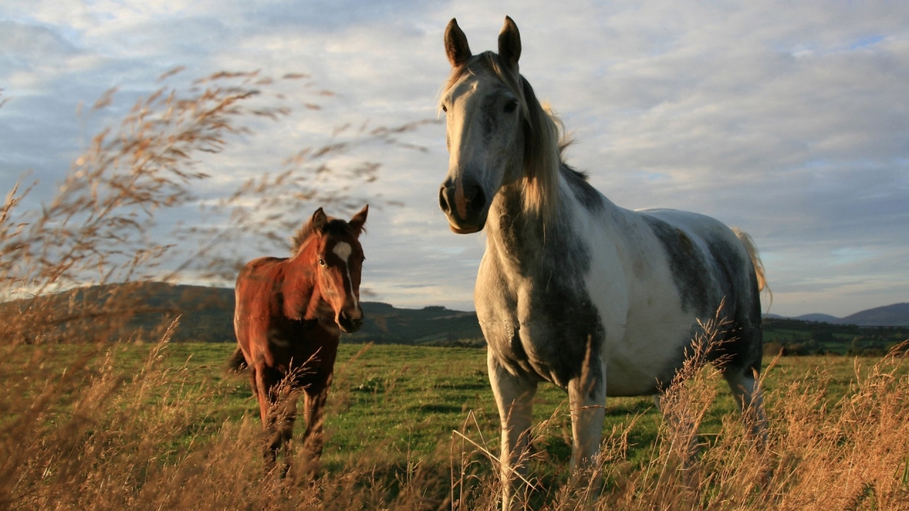 Two Horses for 1280 x 720 HDTV 720p resolution