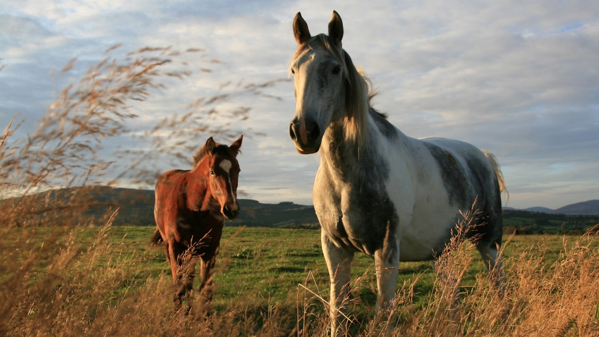 Two Horses for 1920 x 1080 HDTV 1080p resolution