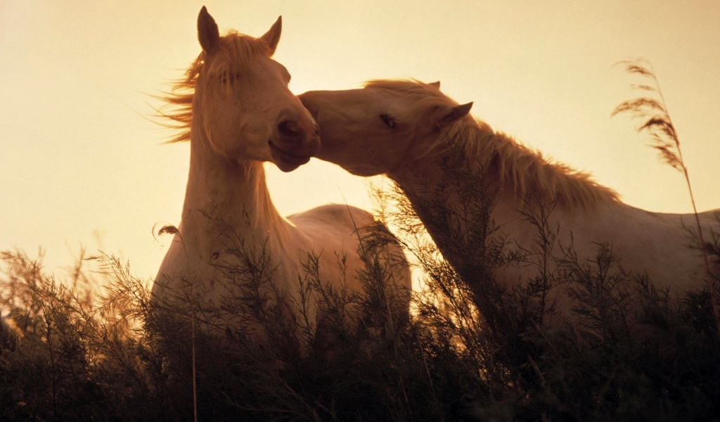 Two horses in love for 1024 x 600 widescreen resolution