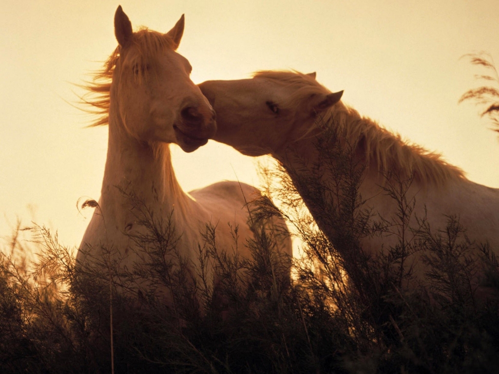 Two horses in love for 1024 x 768 resolution