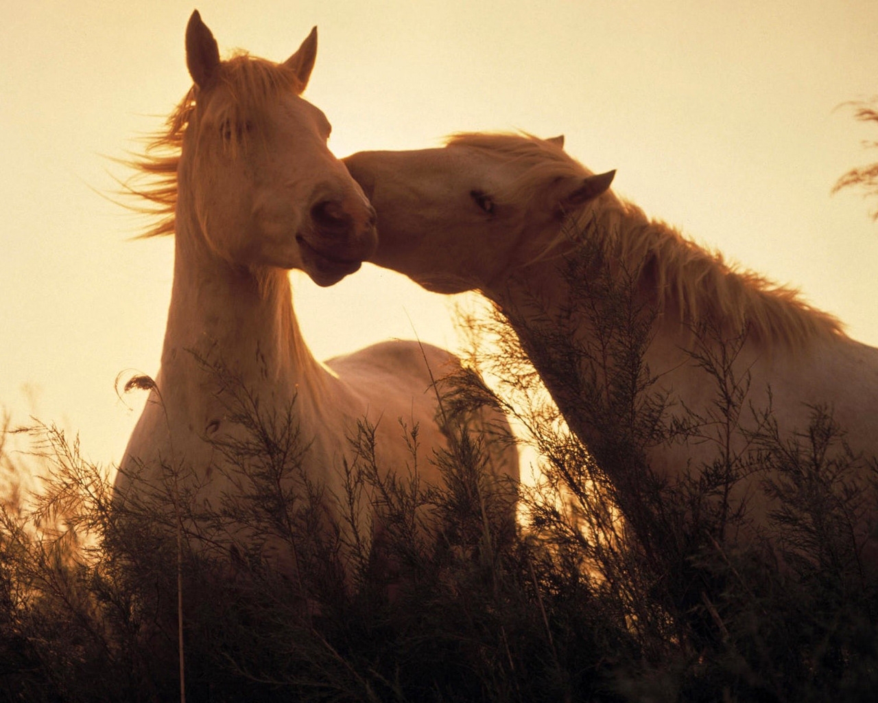 Two horses in love for 1280 x 1024 resolution
