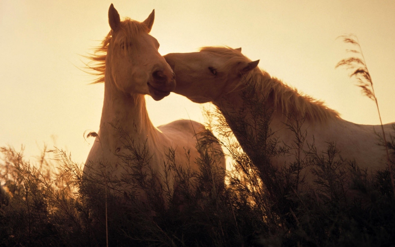 Two horses in love for 1280 x 800 widescreen resolution