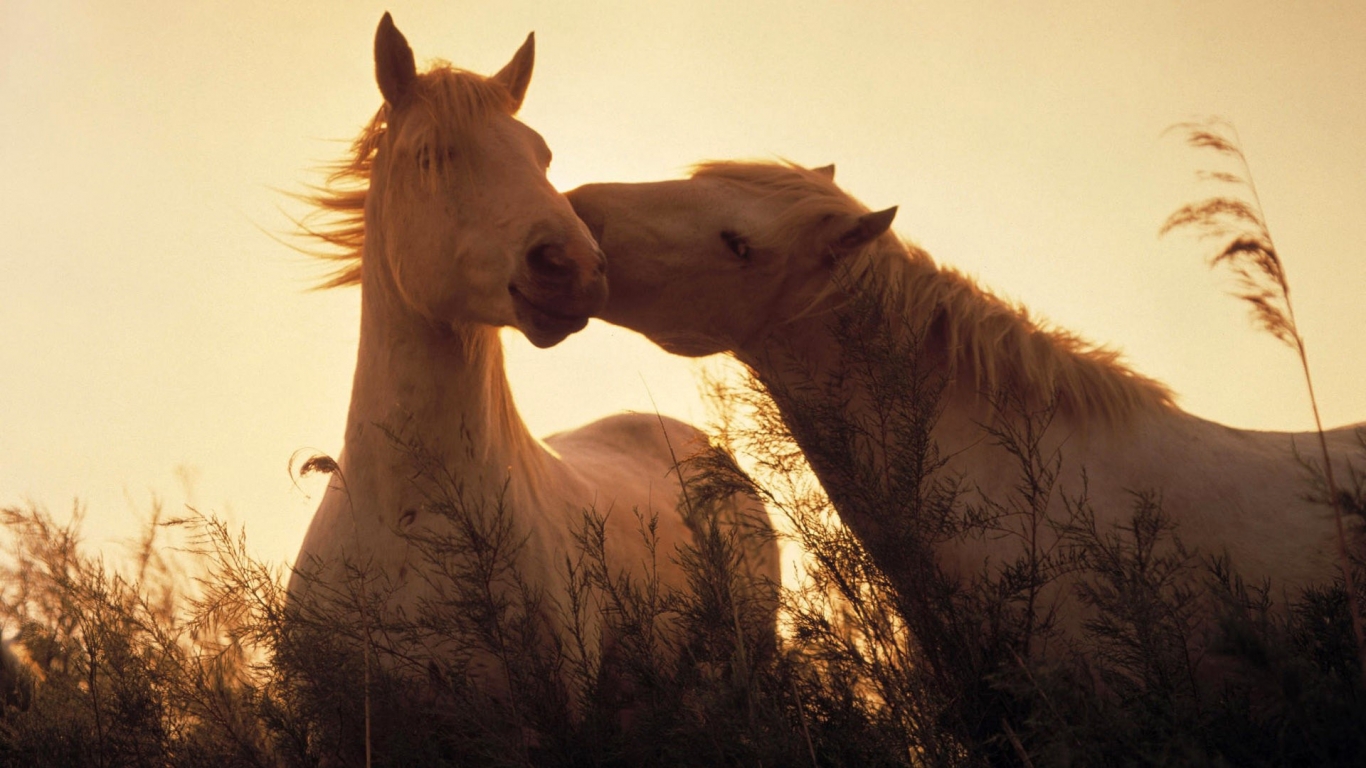 Two horses in love for 1366 x 768 HDTV resolution