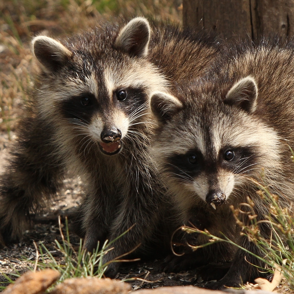 Two Raccoons for 1024 x 1024 iPad resolution