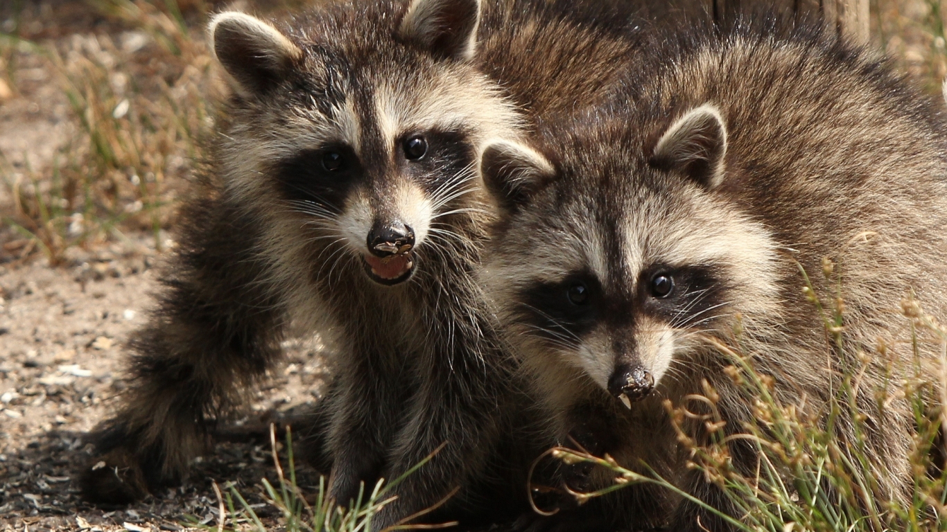 Two Raccoons for 1366 x 768 HDTV resolution