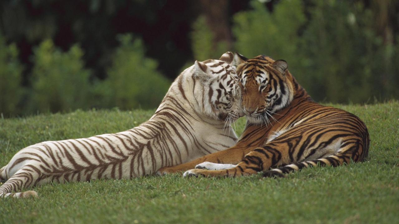 Two Tigers for 1280 x 720 HDTV 720p resolution
