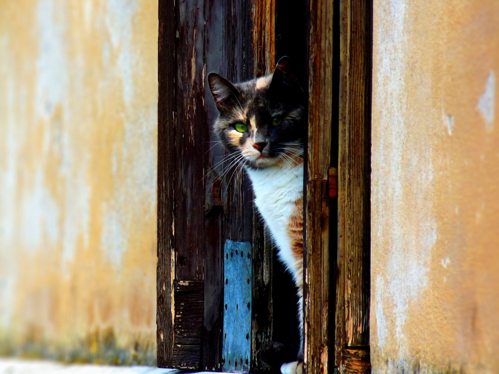 Venetian Cat for 1024 x 768 resolution