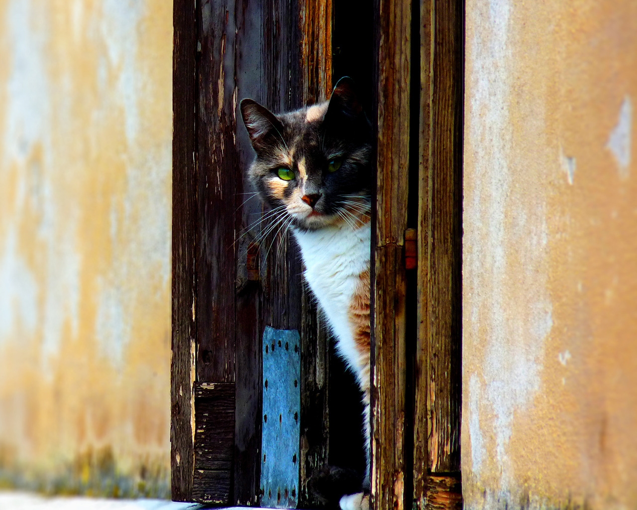 Venetian Cat for 1280 x 1024 resolution
