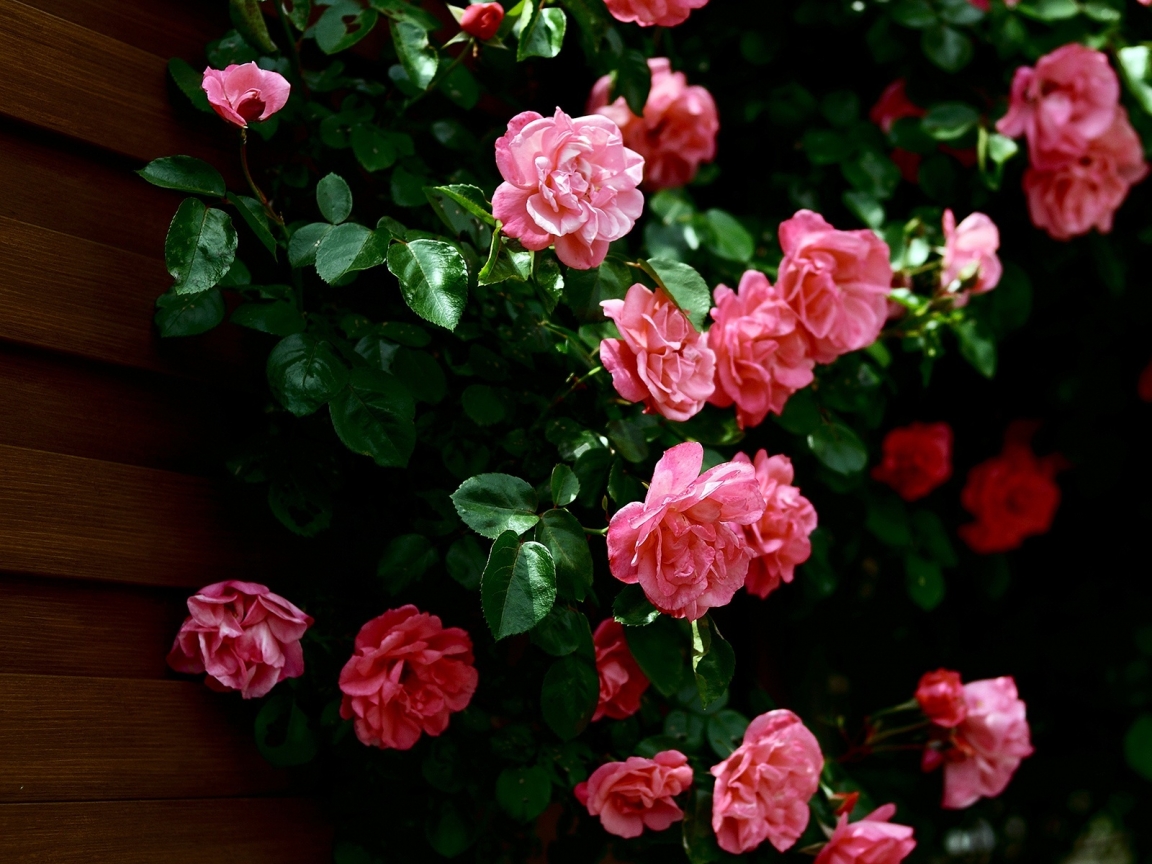 Very Nice Roses for 1152 x 864 resolution