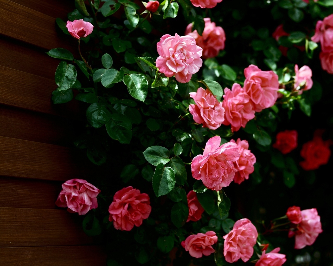 Very Nice Roses for 1280 x 1024 resolution