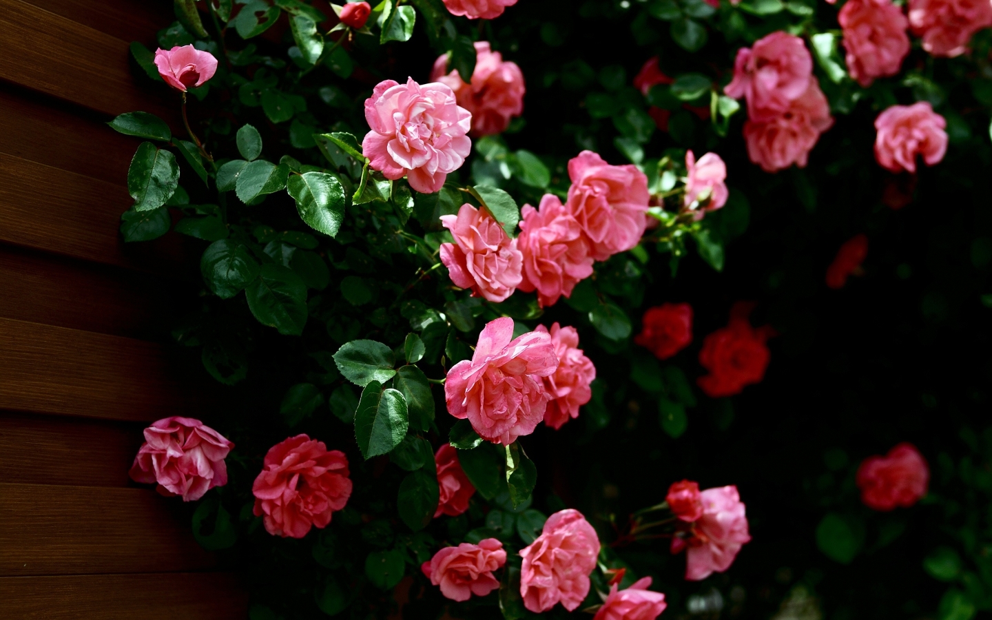Very Nice Roses for 1440 x 900 widescreen resolution