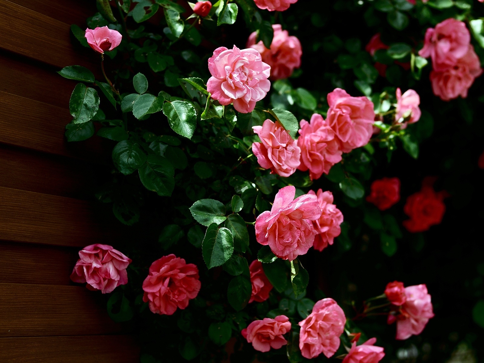 Very Nice Roses for 1600 x 1200 resolution
