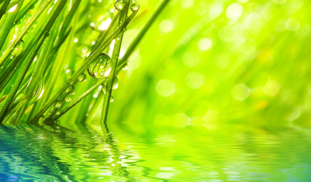 Water Drops on Grass for 1024 x 600 widescreen resolution
